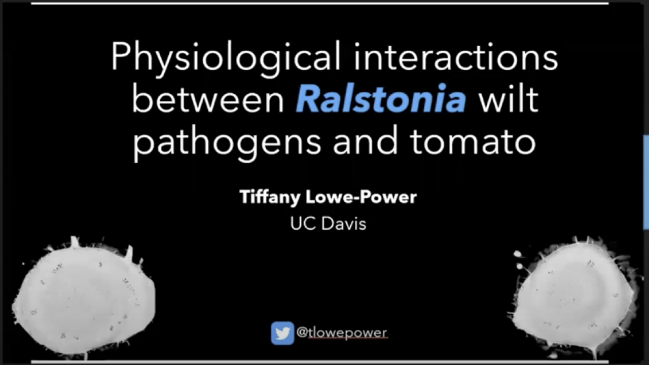 Physiological interactions between Ralstonia wilt pathogens and tomato
